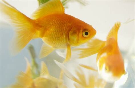 金魚 金色